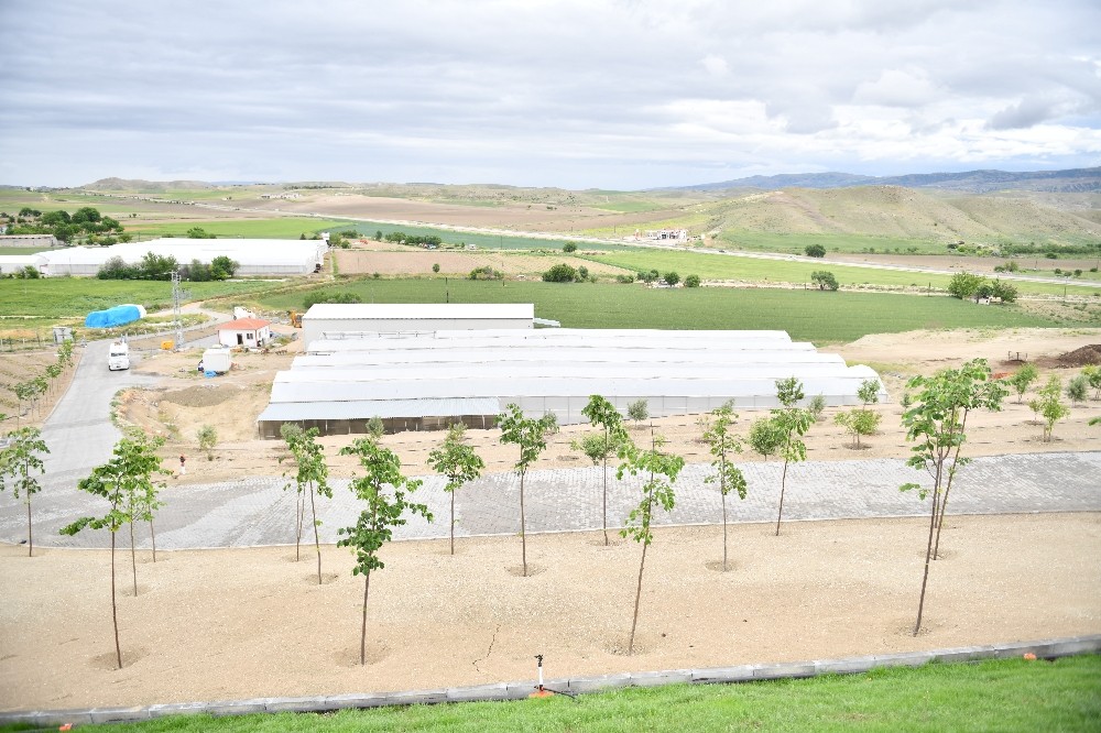 Beypazarı’nda meyve yetiştiriciliğinin önünü açacak dev projede büyük başarı 
