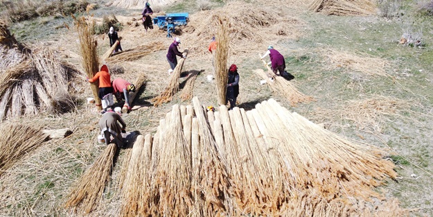 Beyşehir Gölü kıyılarından toplanan kamışlar Avrupa ülkelerine satılıyor