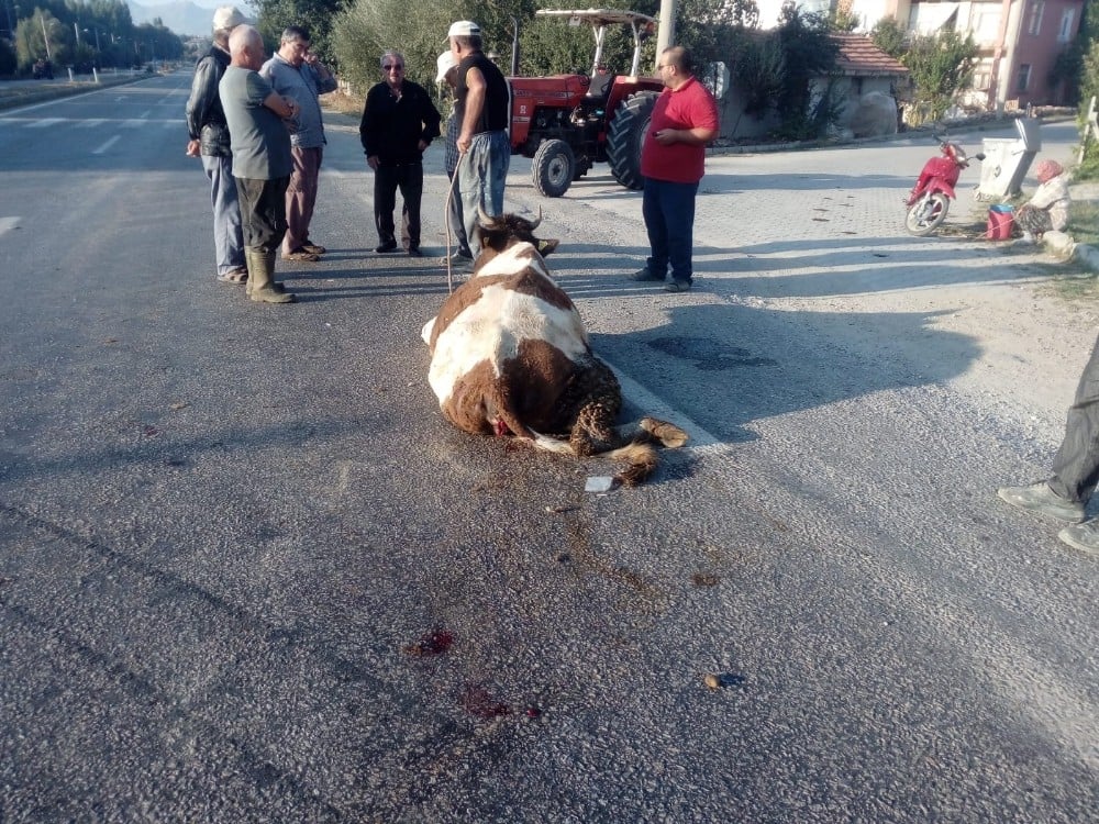 Beyşehir’de hafriyat kamyonu yola çıkan ineğe çarptı 