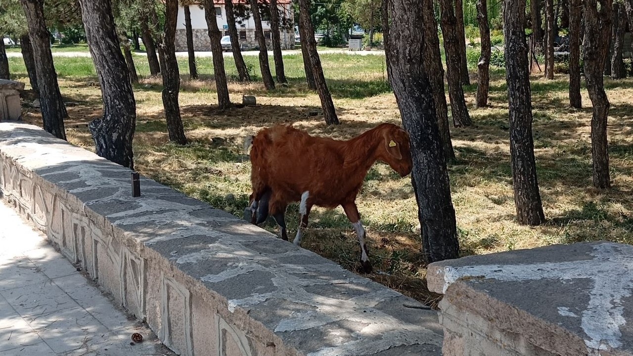 Beyşehir’de kurbanlık keçilerin firarı vatandaşlara zor anlar yaşattı