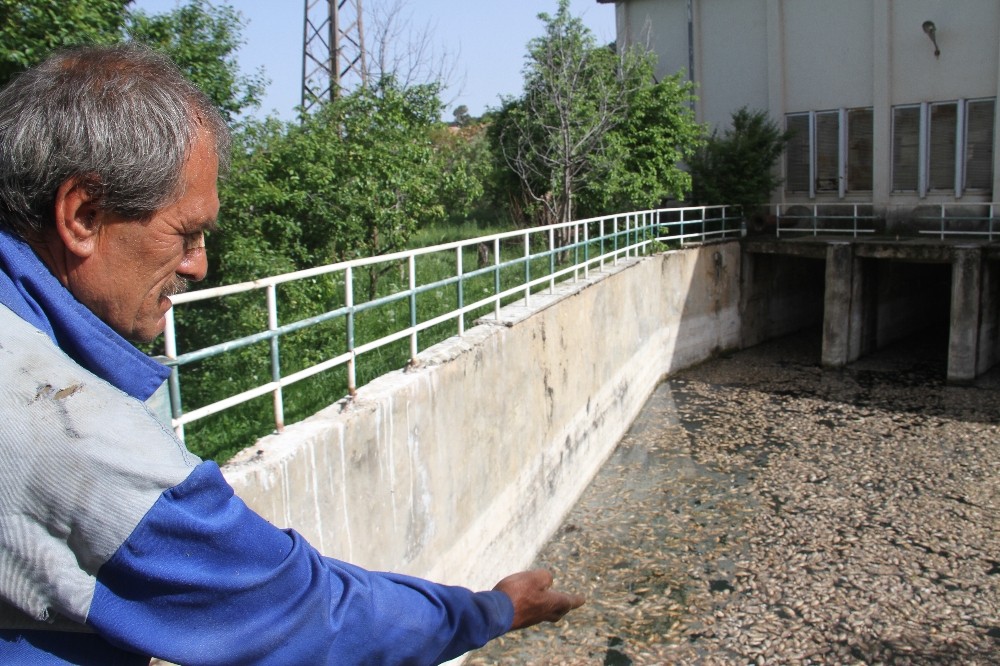 Beyşehir’de tedirgin eden toplu balık ölümleri 