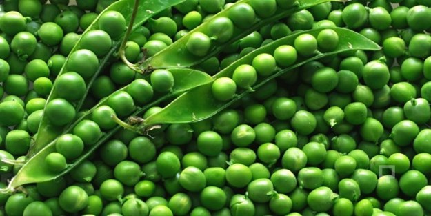 Bezelyenin sağlığa 12 ayrı faydası | Bezelyenin faydaları nelerdir?