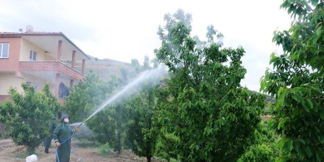 Dalbastı kirazında toplu ilaçlamalar başladı
