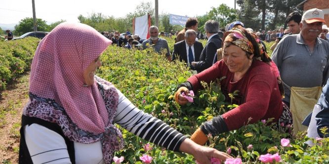 Gülbirlik hasat sezonunu açtı