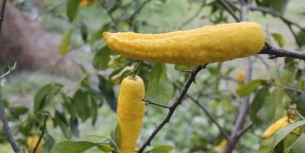 Biber şeklinde limon şaşırtıyor