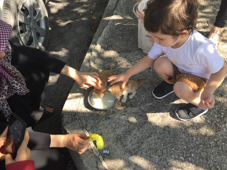 Biberonda bulunan sütle kedi yavrularını kurtardı 