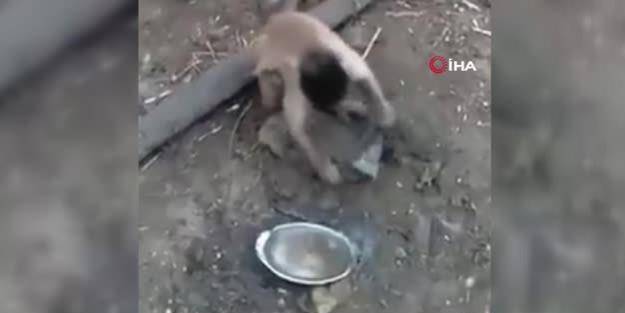  Bıçak bileyen maymun sosyal medyada gündem oldu