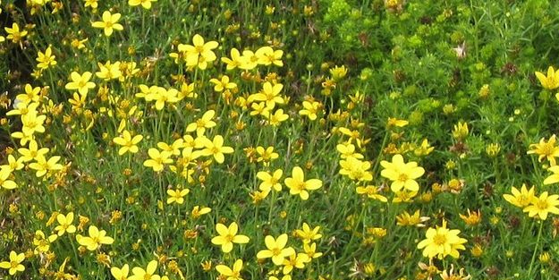 Biden çiçeği (bur marigold) faydaları yan etkileri kullanım şekli!