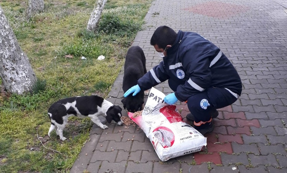 Biga Belediyesi sokak hayvanlarını unutmuyor 