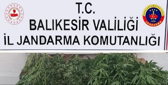 Bigadiç’te jandarmadan kenevir operasyonu 