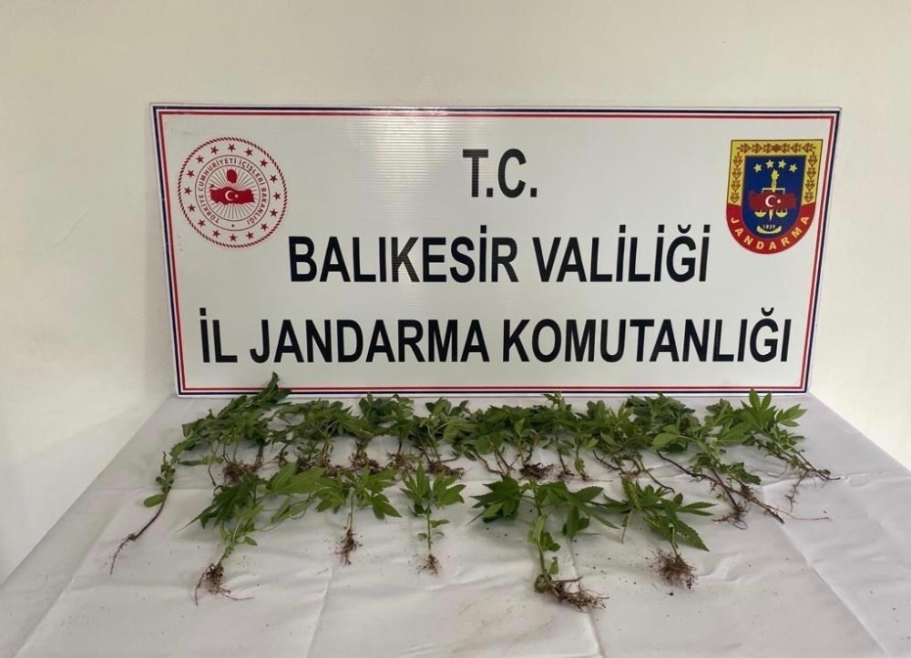 Bigadiç’te jandarmadan kenevir operasyonu 