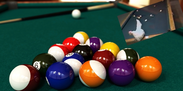 Tavuğun yaptığına o kadar şaşıracaksınız ki...