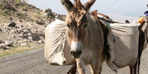 Bildikleriyle amel etmeyen alimlere yazık