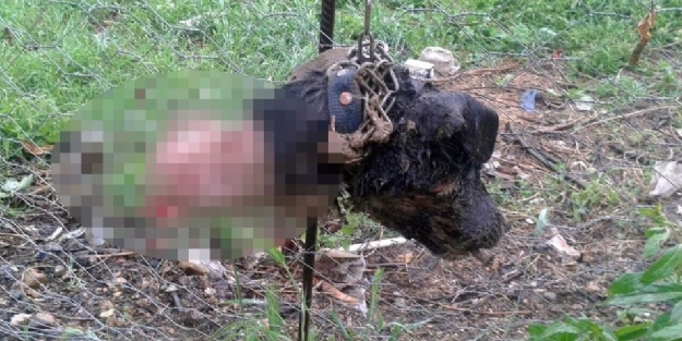 Bu yaratık sadece köpek yiyor! Akıl almaz olay