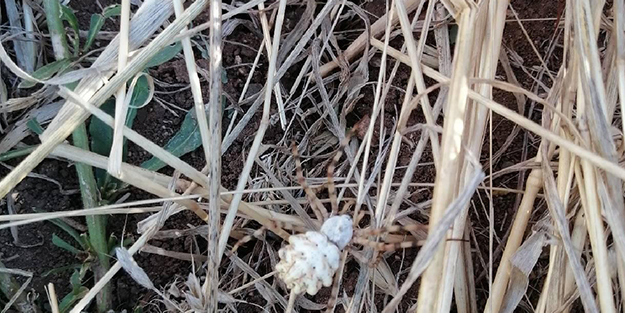 Bilecik'te görüldü! İnsanı anında öldürüyor, gördüğünüz an hemen kaçın