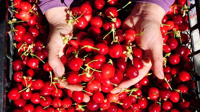 Bilecik'te kirazlar açık artırmayla satılıyor