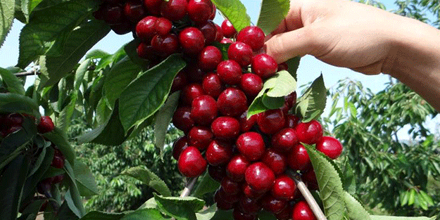 Bilecik'te üretiliyor! 5 ülke peşine düştü