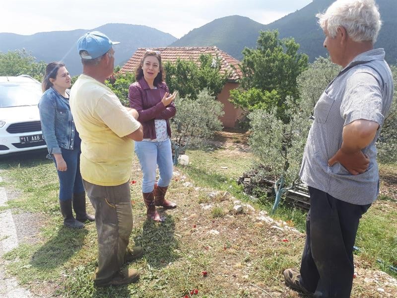 Bilecik’teki bahçelerde zeytin sineği zazarlısı görülmedi 