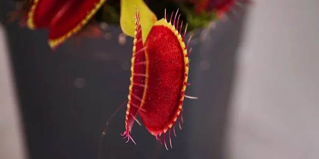 Bilgisayarlarla canlılar arasında "organik bir bağ" kurmaya yönelik büyük adım