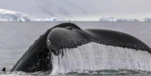 Bilim adamları bir balinayla konuştuklarını iddia etti!