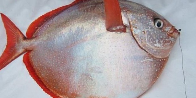 Bilim adamları hayrete düştü