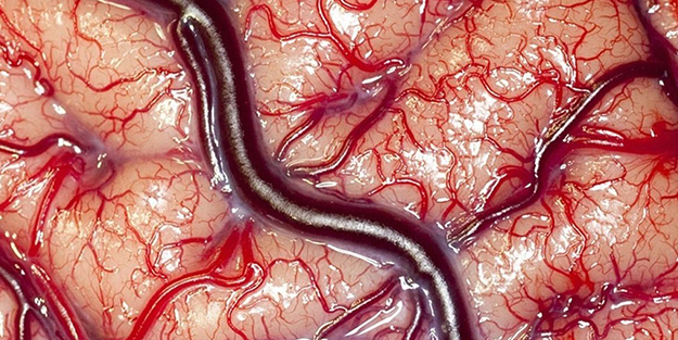 Bilim adamları herkesten gizli bir şekilde bu korkunç şeyi yapmaya başladı! Sonuç inanılmaz