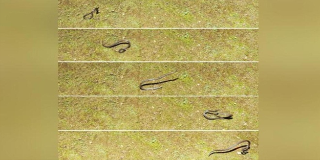 Bilim adamları ilk kez görüntüledi!