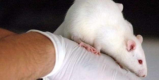 Bilim adamları kaybolan hafızayı geri getirdi!