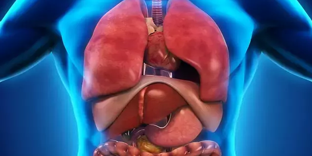 Bilim adamları müjdeyi verdi: Organlarla ilgili mucize keşif!