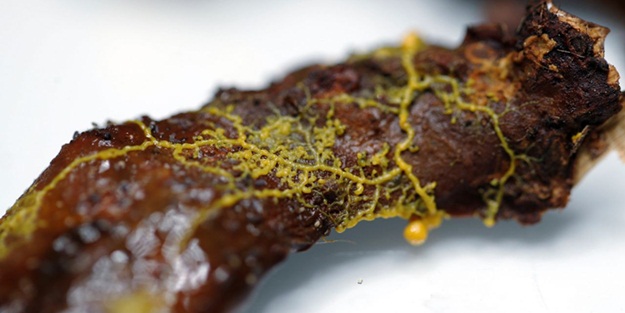 Bilim adamlarını şaşkına çeviren canlı! Beyni yok ama 720 cinsiyeti var