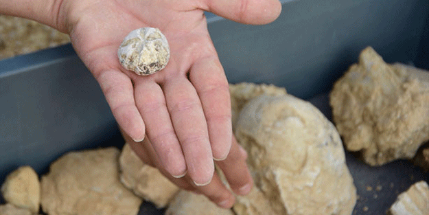 Bilim dünyası bile şaşkın! Kırşehir’de bulundu milyonlarca yıllık…