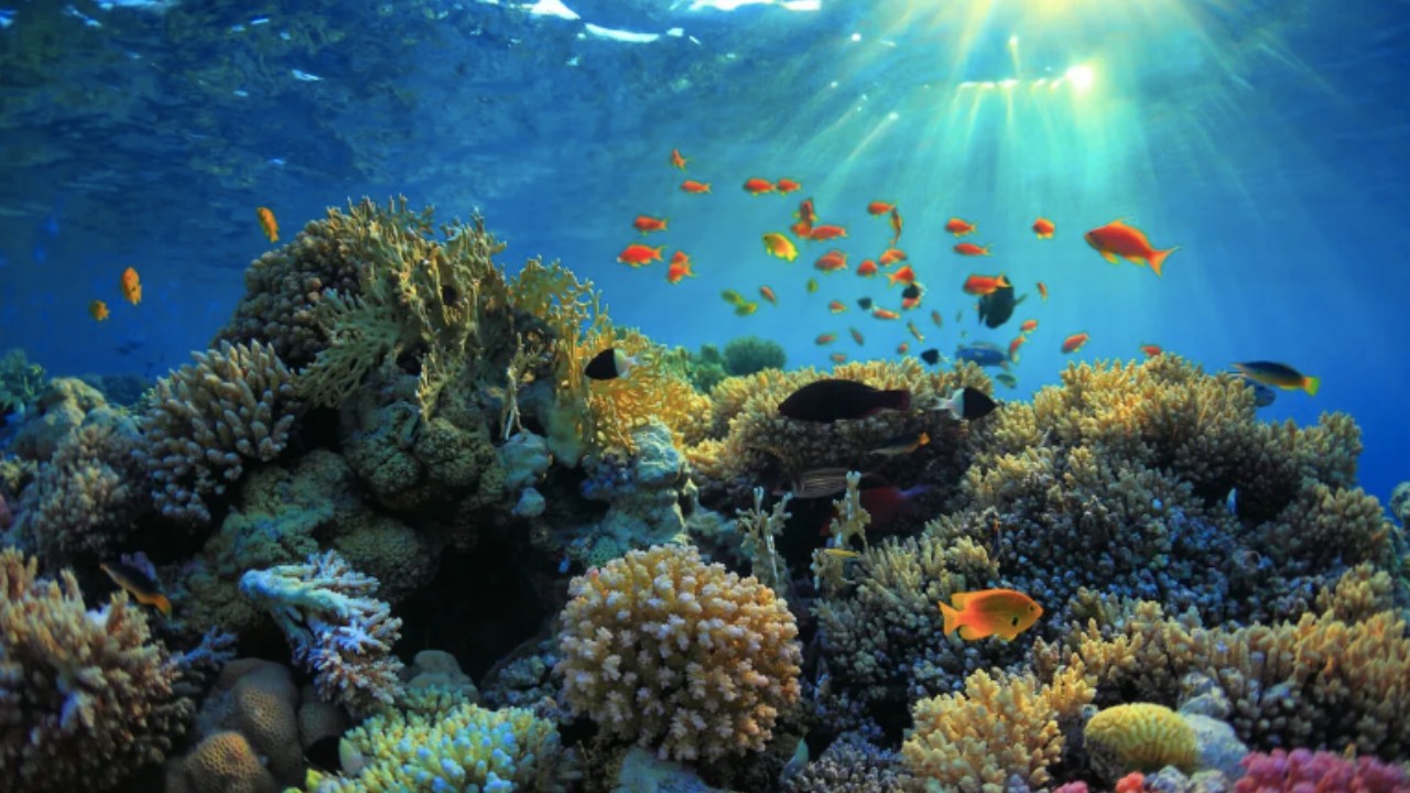 Bilim dünyası şokta... İki basketbol sahası büyüklüğünde bir yaratık keşfedildi!