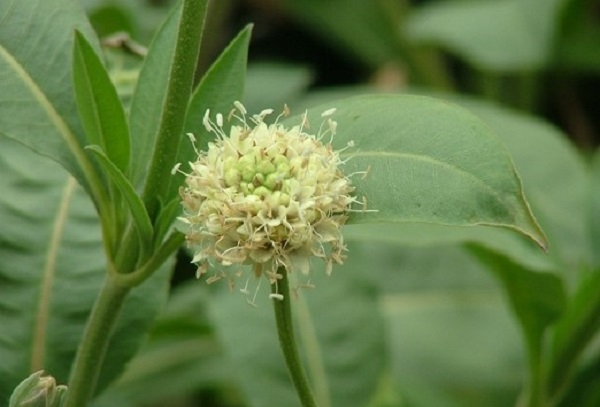 Bilim dünyasına kazandırılıyor! Bu bitkiye Düzce'de rastlandı