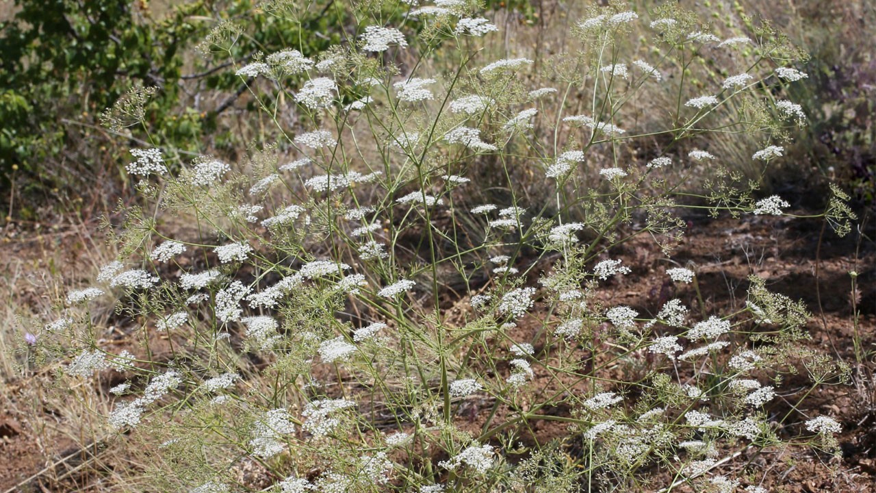 Bilim dünyasına yeni armağan!