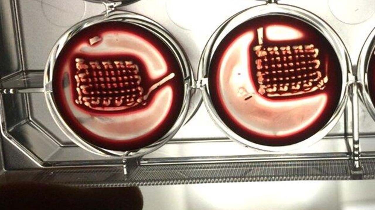 Bilim dünyasından sınırları zorlayan buluş! Kan ile kemik onarımı