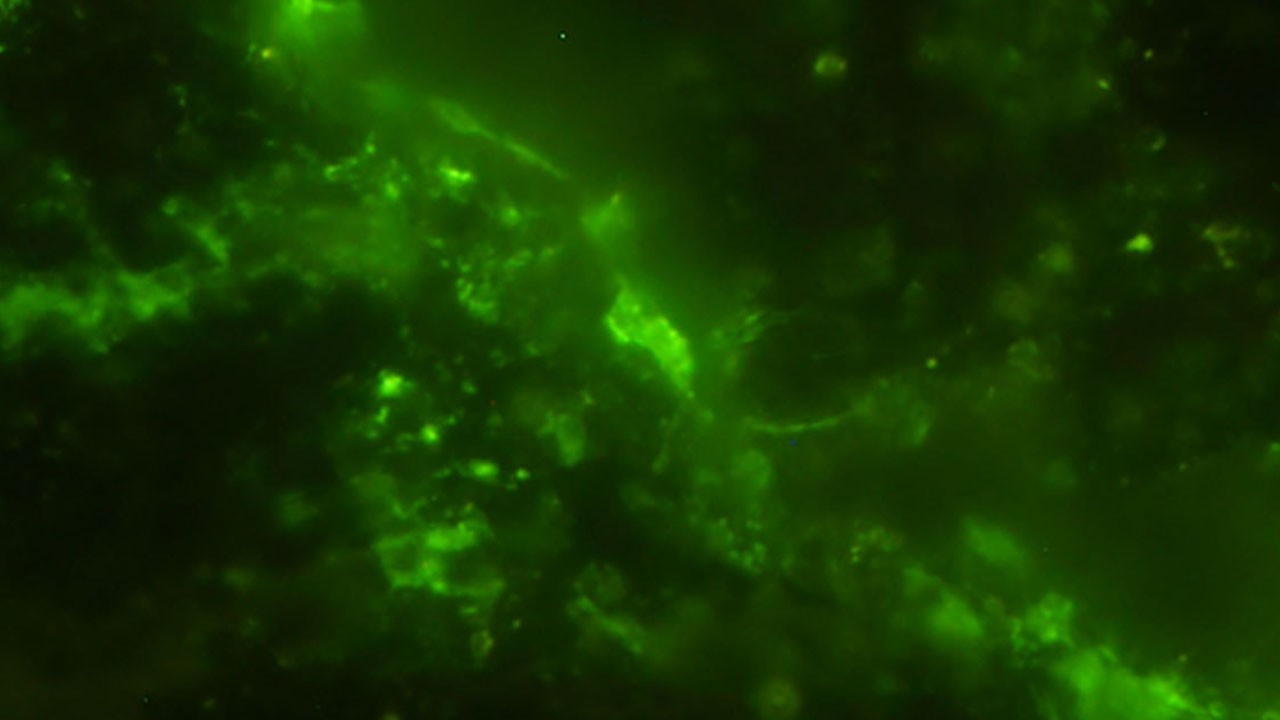 Bilim dünyasını şaşırtan keşif! Büyük keşiflerden farkı kesinleşti: 2 milyar yıllık gizem