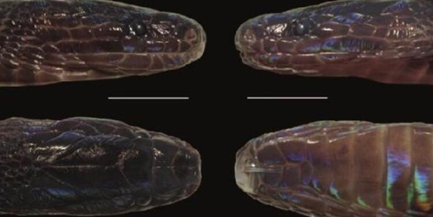 Bilim dünyasını şaşırtan keşif