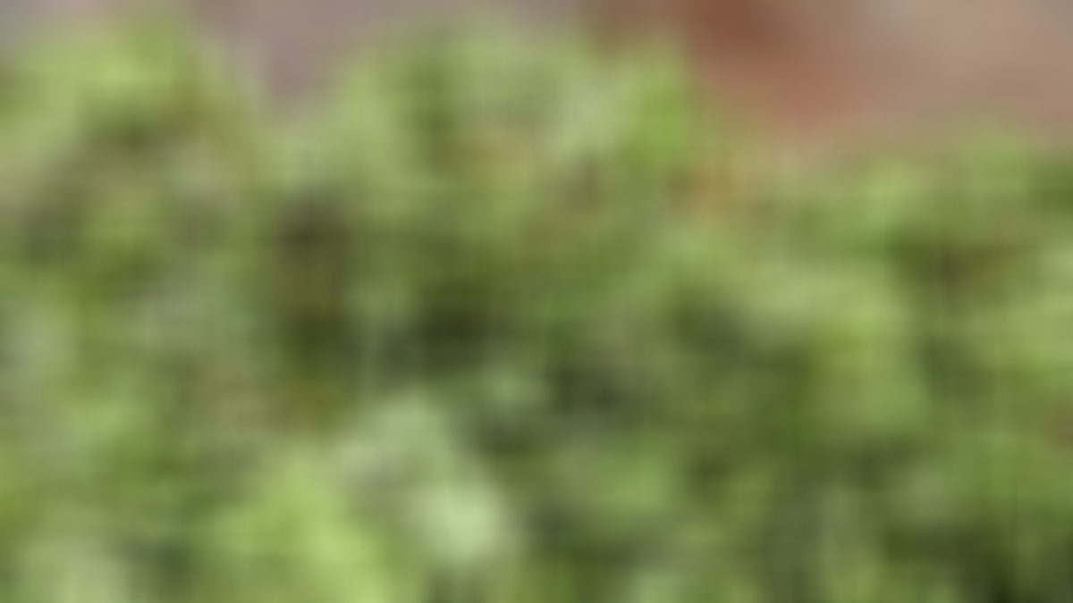 Bilim insanları açıkladı! İşte doğadaki en güçlü mikrop öldürücü! Ondaki C vitamini hiçbir şeyde yok