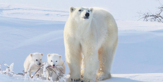 Bilim insanları açıkladı: Yok olma tehlikesiyle karşı karşıya kalacaklar