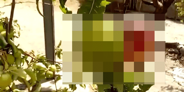 Bilim insanları bu durumu açıklayamıyor! Tüm dünya şaşkın