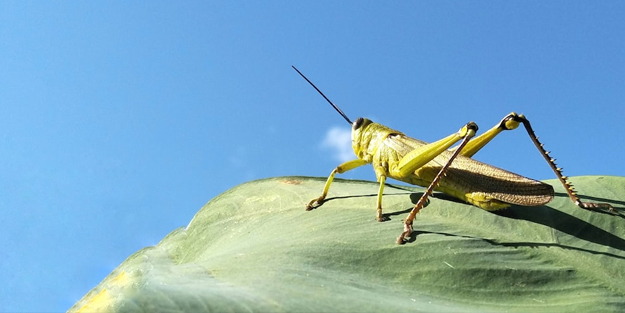 Bilim insanları gizemi çözüyor: Yamyamlığı artıran hormon çekirgelerde keşfedildi! Ses getiren önemli, garip yeni keşif