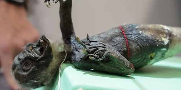 Bilim insanları iddia etti: Mumya ile denizkızı efsanesi yeniden hortladı! Heyecanlandıran keşif, sosyal medyayı salladı