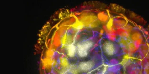 Bilim İnsanları ilan etti: Yaralı dokular için canlı minik robot üretti! Bilim dünyasına bomba gibi düşecek, duyan şok olacak!