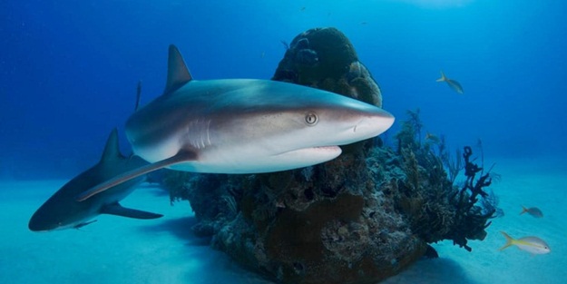 Bilim insanları keşfetti: Atmosferdeki karbondioksit miktarını azaltıyor