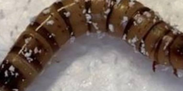 Bilim insanları paylaştı: tamı tamına 518 milyon yıllık, saklı kalan etçil solucan fosili buldu! Tarihi keşif, tespit