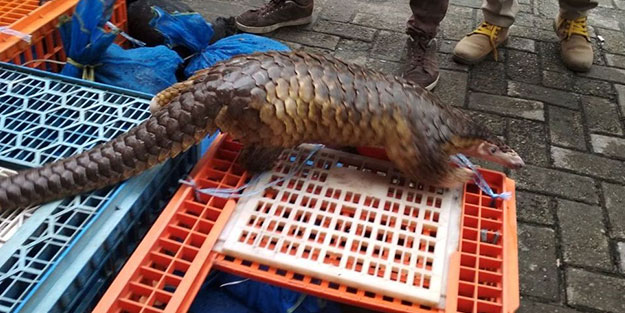 Bilim insanları salgınların kaynağını açıklayıp çağrıda bulundu: Hemen durdurun