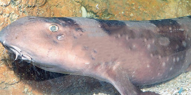 Bilim insanları şaşkın! Kendi başına üredi