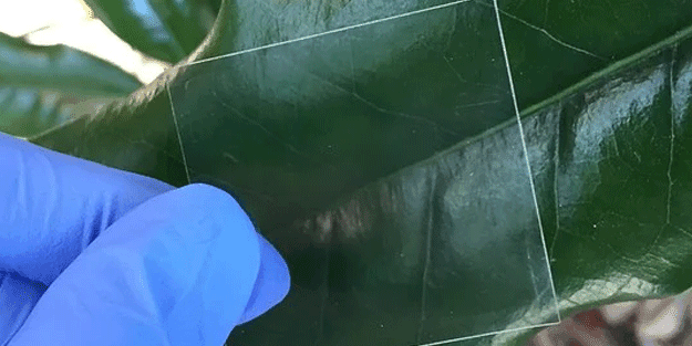 Bilim insanları şeffaf tahta geliştirdi