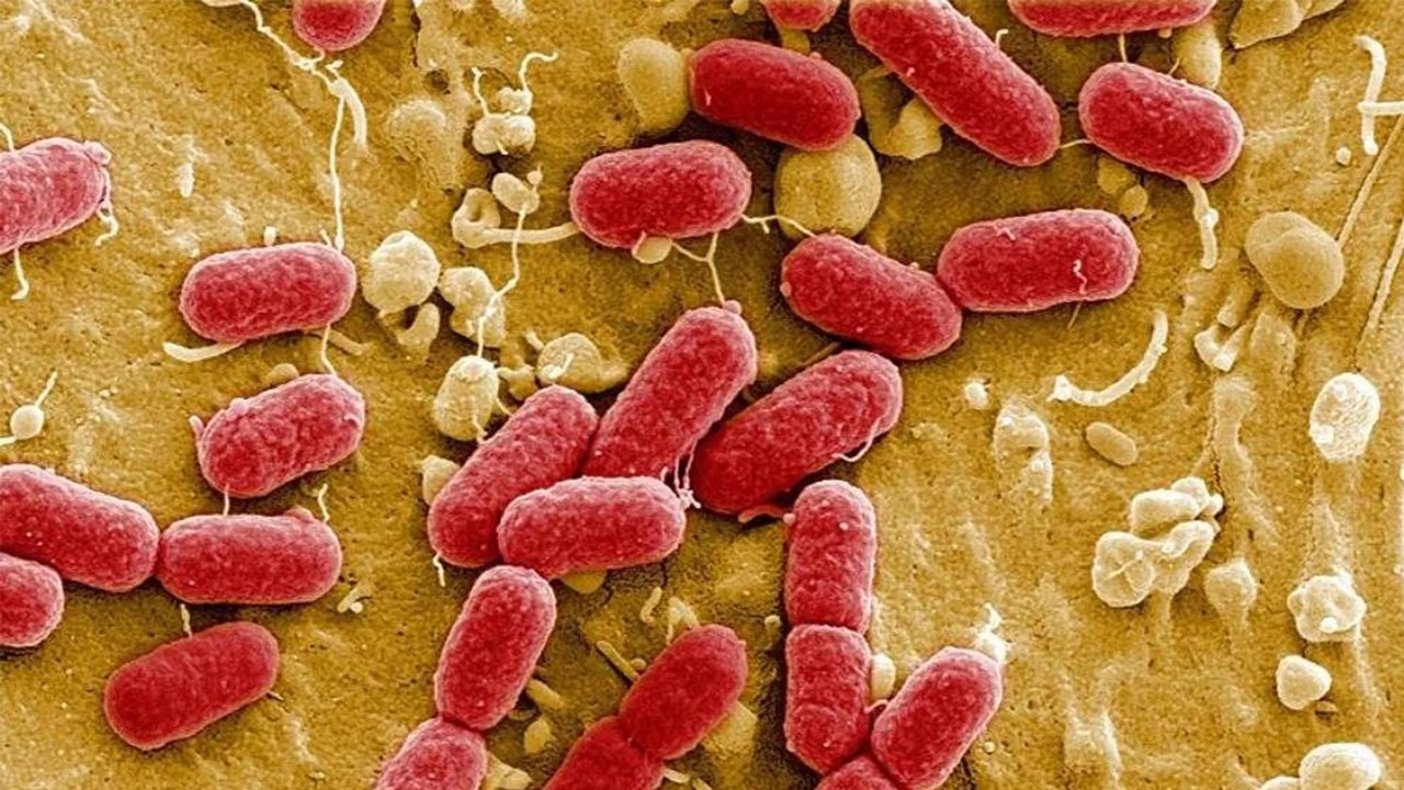 Bilim insanları süper mikroplara karşı 100 kat güçlü antibiyotik keşfetti