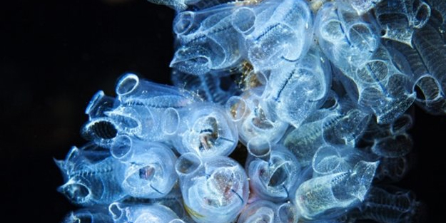 Bilim insanlarından tarihi heycanlandıran keşif! Şok edici gelişme: Bu canlılar 'antikanser şifresi', yaşlanmıyorlar,